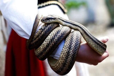 World Snake Day 2019: A Snake Will Avenge its Partner’s Death and Four Other Myths