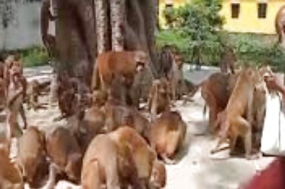 At This Lord Shiva Temple In UP's Ballia, 'Mute' Monkeys Eat 50 Kg Grains Every Day