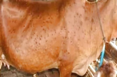 Rajasthan: CM Sanctions Rs 30 Crore for Medicines, Vaccines to Counter Lumpy Skin Disease