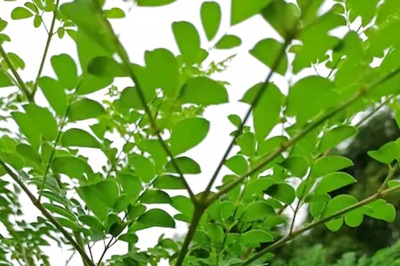 Reducing Cholesterol To Maintaining Blood Sugar Levels, Health Benefits Of Moringa Tree