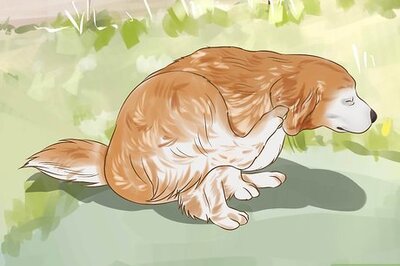 How to Diagnose Skin Allergies in Golden Retrievers