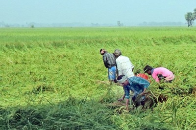 2.21 Lakh Hectare of Crops Damaged in Cyclone Yaas in Bengal, Says CM Mamata