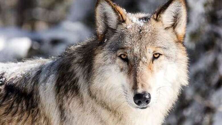 US: Wolves May Need Protections After States Expand Hunting