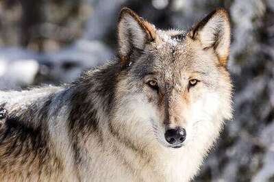 US: Wolves May Need Protections After States Expand Hunting