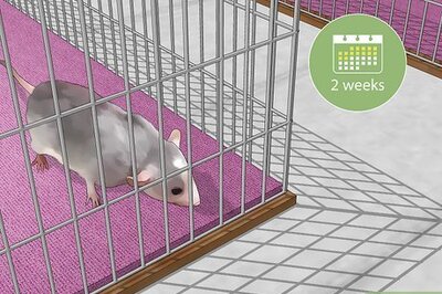 How to Introduce Pet Rats