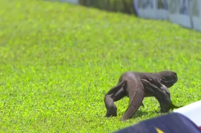 Watch: Monitor Lizard Stops Play During Day 2 of Sri Lanka vs Afghanistan Test in Colombo