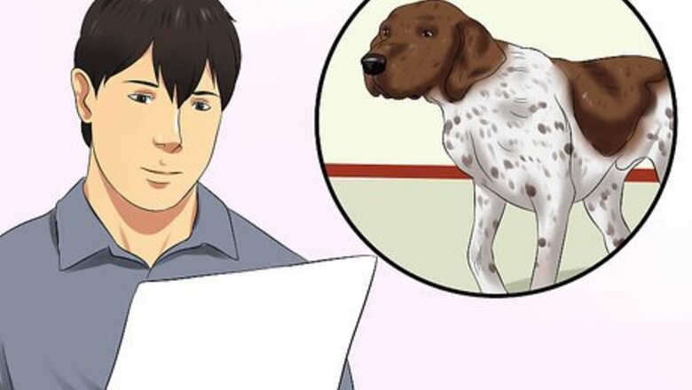 How to Diagnose Aortic Stenosis in German Shorthaired Pointers