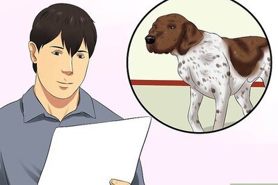 How to Diagnose Aortic Stenosis in German Shorthaired Pointers