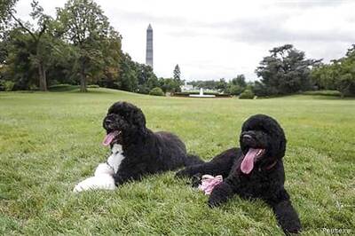 Barack Obama welcomes new puppy named Sunny to White House