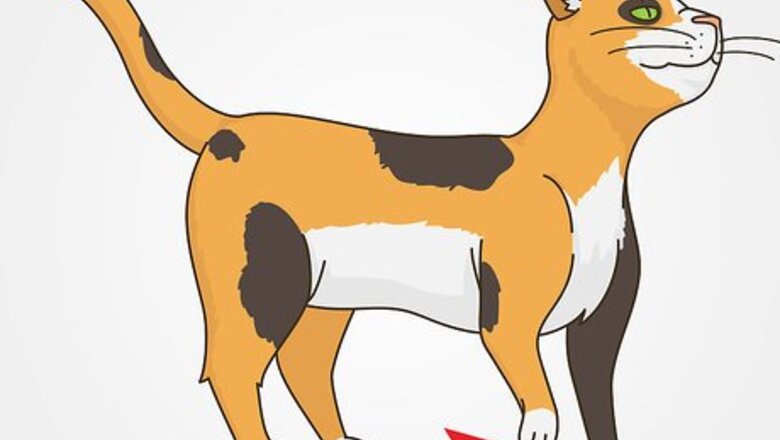 How to Diagnose and Treat Spondylosis Deformans in Cats