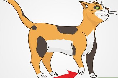 How to Diagnose and Treat Spondylosis Deformans in Cats