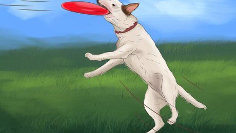 How to Stop Your Dog from Being Frightened During a Storm