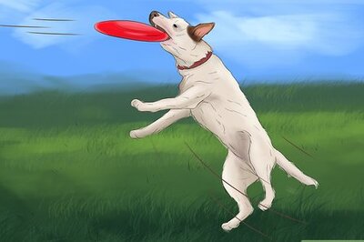 How to Stop Your Dog from Being Frightened During a Storm