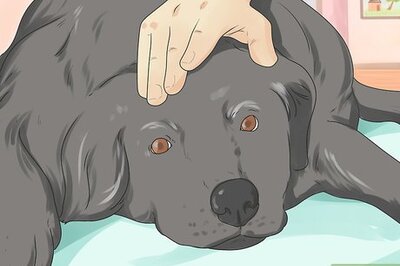 How to Comfort a Dying Dog