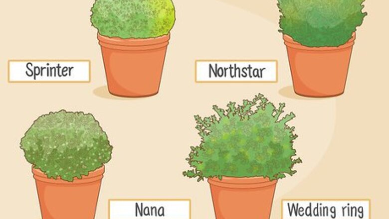 How to Grow Boxwood Shrubs