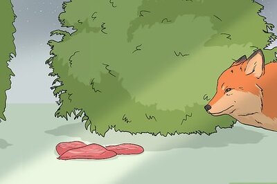 How to Attract Foxes