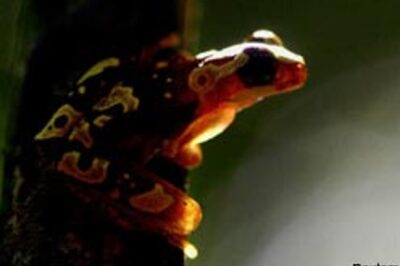 Science gets hold of superglue thanks to Indian frog