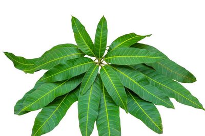 Lesser-Known Health Benefits of Mango Leaves