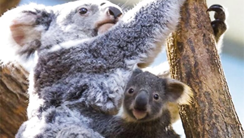 Australia’s 'Insurance' Koala Population Halved by Bushfires