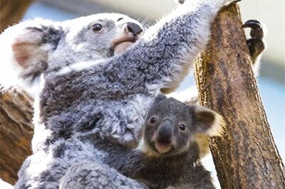 Australia’s 'Insurance' Koala Population Halved by Bushfires
