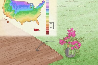 Easy Steps to Plant, Grow, and Care For Bougainvilleas