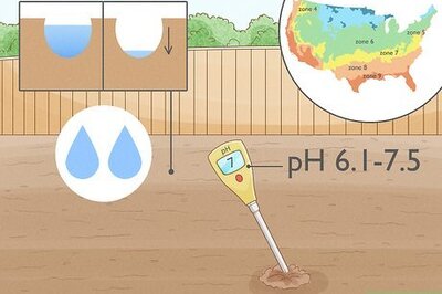 How to Plant a Tulip Poplar Tree