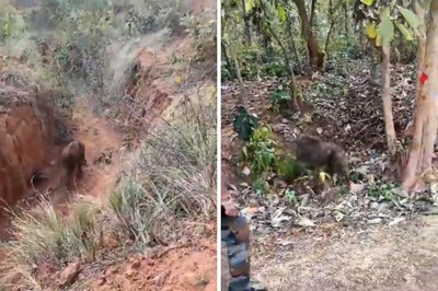 This Rescue Video Of An Elephant Calf In Odisha Will Melt Your Heart