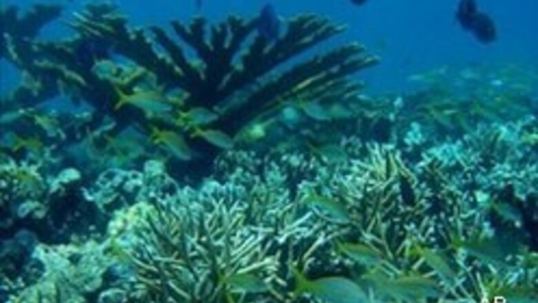 World's coral reefs in danger: scientists