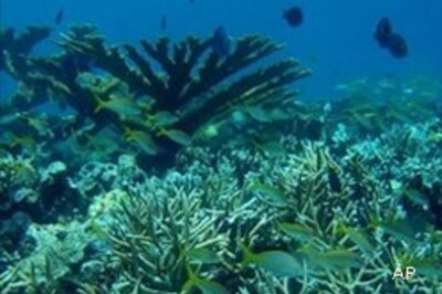 World's coral reefs in danger: scientists