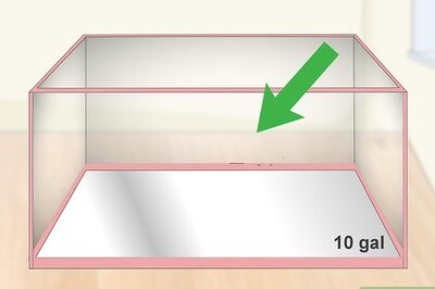 How to Care for a Crowntail Betta Fish