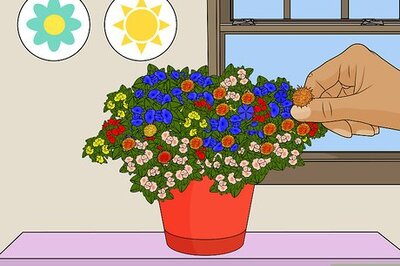 How to Deadhead Mums