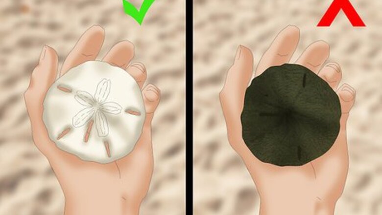 How to Clean and Preserve Sand Dollars
