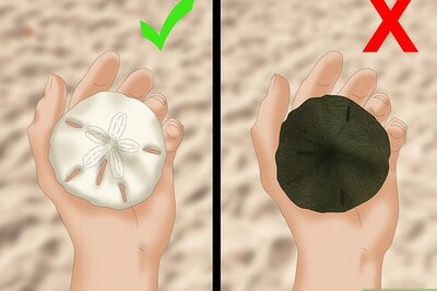 How to Clean and Preserve Sand Dollars