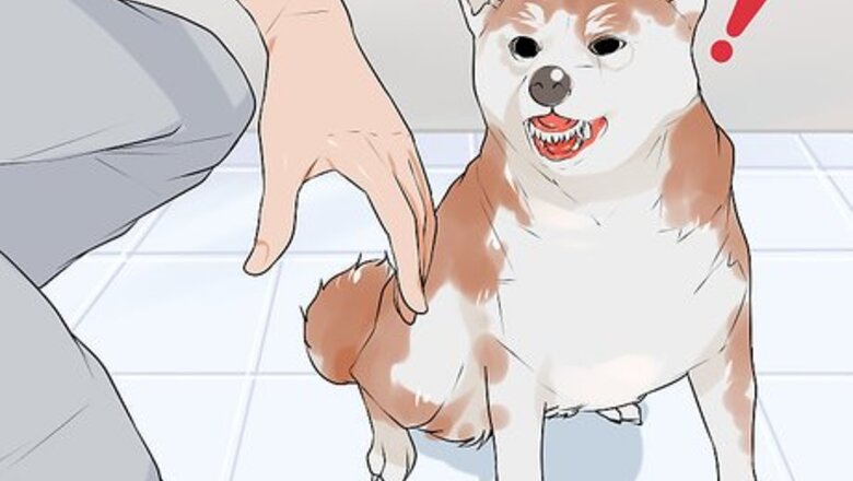 How to Rule Out Medical Causes of Bad Behavior in Aging Dogs