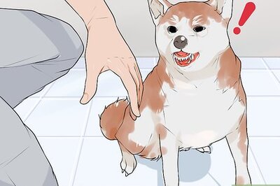 How to Rule Out Medical Causes of Bad Behavior in Aging Dogs