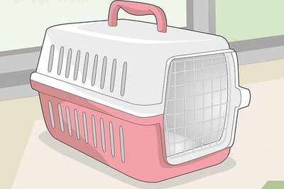 How to Transport a Guinea Pig