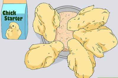 How to Promote Egg Laying in Hens