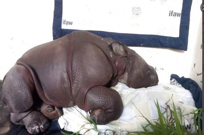 Assam: Rhino Shot Dead by Poachers in Kaziranga National Park, Horn Removed