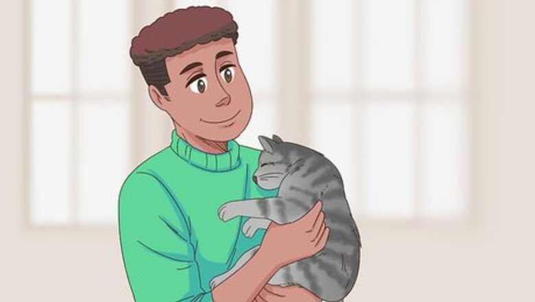 How to Care for a Cat Post Caesarean Section