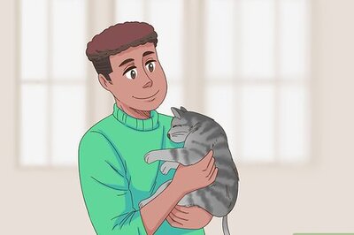 How to Care for a Cat Post Caesarean Section