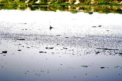 Half of Delhi's sewage released into Yamuna untreated: CAG