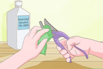 How to Trim Lucky Bamboo Plants