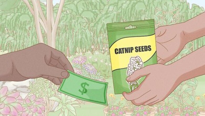 How to Grow Catnip