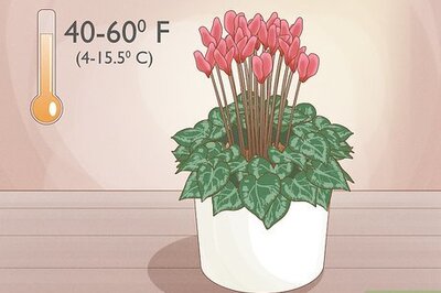 How to Care for Cyclamen Plants