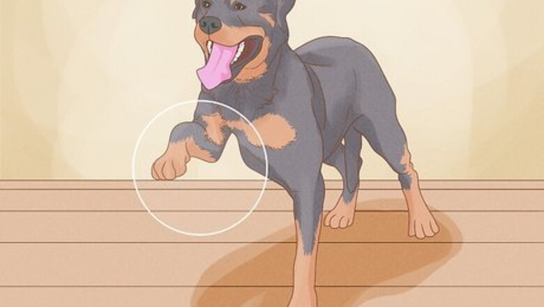 How to Watch a Dog for Stiff or Limp Movements