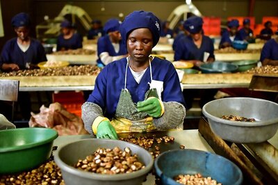 Grey Gold: Ivory Coast Cashes In On The Cashew, Supplants India As Nut's Biggest Producer