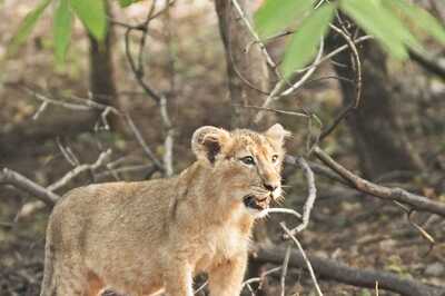 Fifth and Last Lion Cub at Etawah Safari Park Dies; Akhilesh Yadav Blames UP Govt for ‘Cold Response’