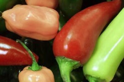 Eat chillies, burn fat