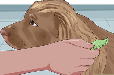 How to Groom a Sussex Spaniel
