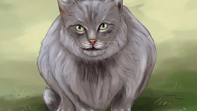 How to Help a Disoriented Cat